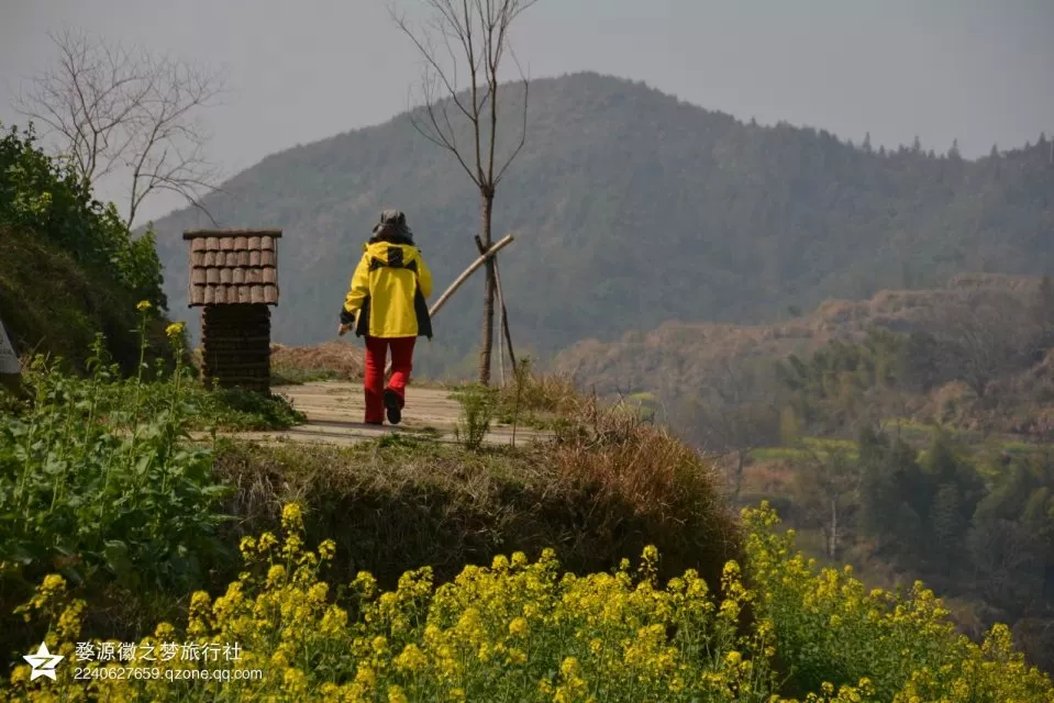 2015年3月9日婺源篁岭油菜花情报 婺源旅游摄影 婺源旅行社 婺源县徽之梦旅行社官方网站