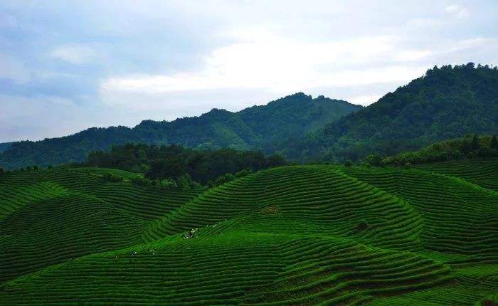 考水茶.jpg